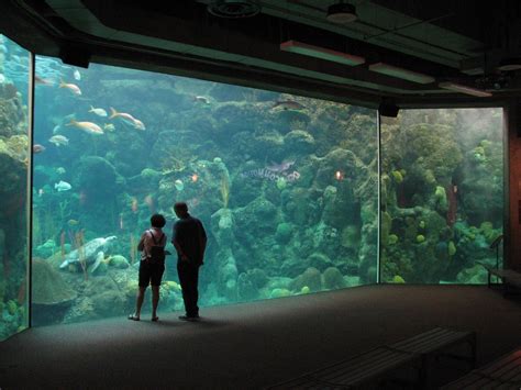 Aquarium jacksonville fl. Things To Know About Aquarium jacksonville fl. 
